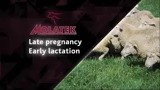MOLATEK | Late Pregnancy & Early Lactation