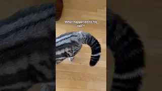 Fluffy tail🐼#fluffy # #cat #cute #cats #kitten #funny #pets #catvideos #meow #wildlife #panda #lol