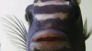 Bumblebee cichlid Pseudotropheus Crabro Aggressive Malawi Mbuna