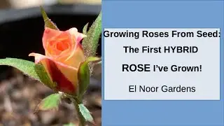 First Flower From Rose Seed Emerges! | Create Your Own Hybrid Roses
