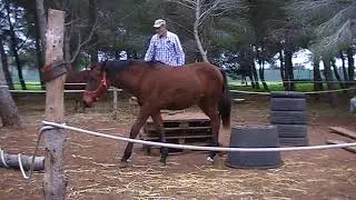 puledra 18 mesi