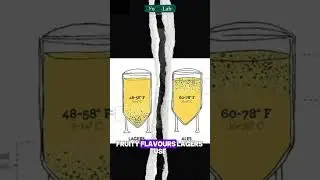 Most People Don&rsquo;t Know This Beer Secret (Ale vs Lager Explained!) #foodlab