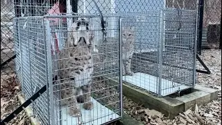 Operant Conditioning on bobcats with Katenna Jones