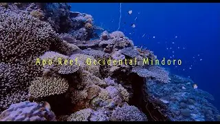Celebrating Life in one of the Best Dive Spots in the World