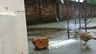 DIY Sparrow Bird trap.