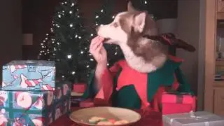 Taysia Blue Siberian Husky Rescue 2011 Home for the Holidays Video