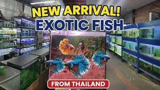 🔥 New Fish Shipment Arrived at NB Aquarium | Rare & Colorful Aquarium Fish in Stock 🐠✨