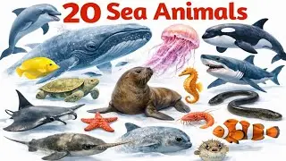 20 Amazing Sea Animals Name with Pictures | Sea Animals for Kids | Ocean Animals