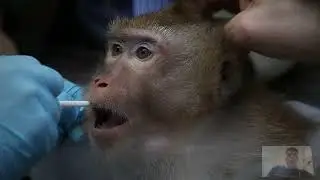 'Sentient' Review A Hypocritical and Manipulative Animal Testing Doc That Has No Easy Answers