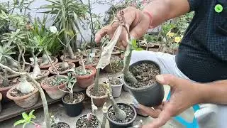 Adenium Grafting Successful 💯