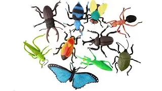 Best Learn Insect Names | Preschool Toddler Learning Toy | Educational Video