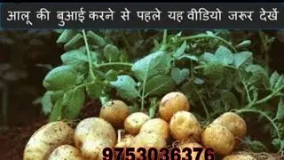 HOW TO USE VESTIGE PRODUCTS FOR POTATO🥔 CROPS