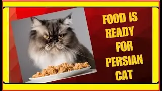 fluffy persian cat||melting hearts||baby cat videos 🤩  #playfulcat  cat #cat #shortsvideo
