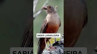 Aves mais cobi&ccedil;adas do brasil🇧🇷 #canto #aves #viral #p&aacute;ssarosbrasileiros #passaros