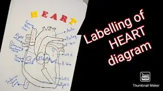 Class 10th Bio Labelling a Human heart diagram