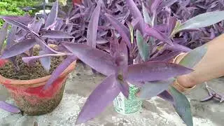 Purple Heart plant की पानी में  Cutting की updates||Update Video of cutting propagation in water|#yt