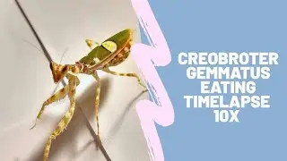 Creobroter gemmatus imago female eating Shelfordella lateralis timelapse 10x