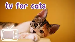 Cat TV with Bird Sounds - Nature Sound Videos for Cats!