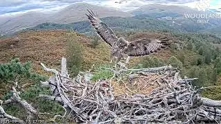 A handsome Buzzard (Buteo buteo) pays a quick visit to Loch Arkaig Osprey Nest One 9 Sep 2025