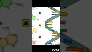 Types of rna and rna as a genetic materials 