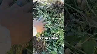 WE TRIED GROWING PEANUTS IN FLORIDA! #northwestflorida #zone9a