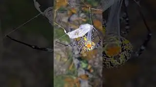 Lightning Speed! The Spider Spins Its WebBefore the Wasp Can React 😱🕸🐝 #spider #wasp