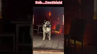 Dog Hero Saves a Hedgehog and a Cat from Fire!
