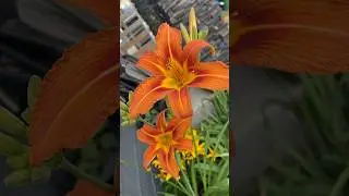 Orange Day-lily  #flowers #orangeflowers #summer #lily