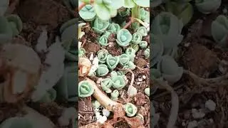 #succulents #gardening #texas #botanicals #botany