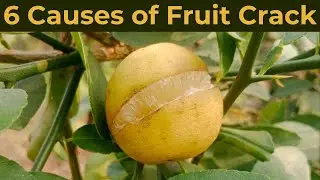6 Causes of Citrus Fruit Crack.