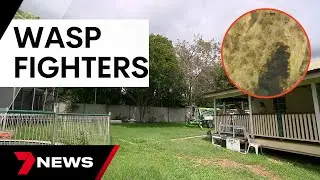 Brighton mother finds monster wasp nest in newly purchased home | 7 News Australia