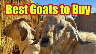 Top 3 Best Goat Breeds to Buy (Beginner-Friendly Guide)