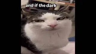 JUMP UP IN THE AIR 😻😻😻😻  #catcore #cat #music #cute #cats #funny #memes #silly #catlover #catshorts