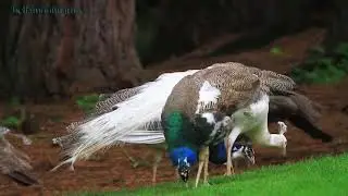 TOP 10 | MOST BEAUTIFUL BIRDS | 2018 | MOST EXPENSIVE PET BIRDS |