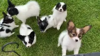 Papillon 8x Puppies ❤️❤️❤️💙💙💙💙💙 8-9weeks old/2litters