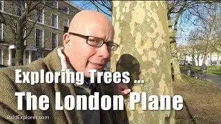 Exploring Trees: The London Plane