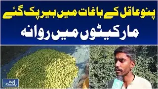 Berries Ripe on Trees | Pano Aqil Gardens | Haji, Sofi, Larkana Berries for Market - Aaj News