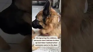 Well&hellip;can&rsquo;t blame her 😂 #jupi_thegsd #dogshorts #germanshepherd #torontodogs #protectiondogs #dogs