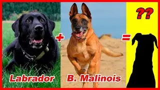 15 CRUCES DE LABRADOR que no conoces / el LABERNESE te impactara