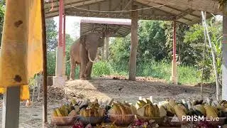 ทําบุญวันพระป้อนผลไม้พี่มอสรอบ2ค่ะ🙏🌽🦣