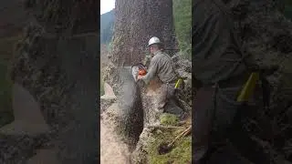 Patrick Lacey putting a face cut in a 6' Spruce with a. Stihl 661 with a 32