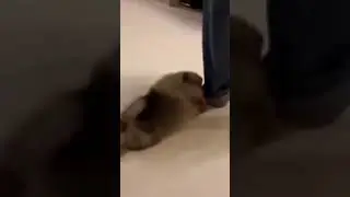 Oh my Puppy!!! Funniest Video 39S - Funny Pets in action