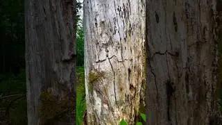 Standing Dead Tree with White Bark and Moss | Trail Discovery in Washington Forest #nature #hiking