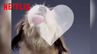 Benji in 30 Seconds | Benji | Netflix After School