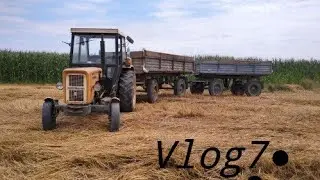 Żniwa koszenie owsa Bingo vlog7
