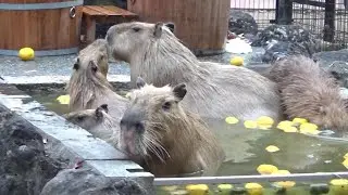 Amazing capybara family #603  カピバラ家族の日常【Cute animal videos】