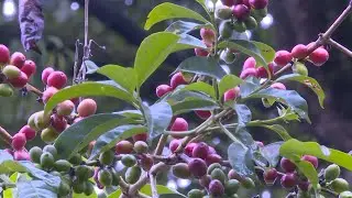 GLOBALink | Ethiopian coffee exporters enjoy growing demand in China
