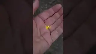 How Fireflies Work