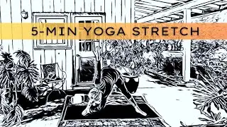 5 Minute Yoga Stretch // Quick and Easy // #beginneryoga #quickyoga #funyoga