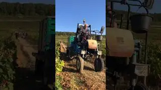 It's time for harvest!😍🍇🎥@domainechapuis #vineyard #grape #harvest #work #2024